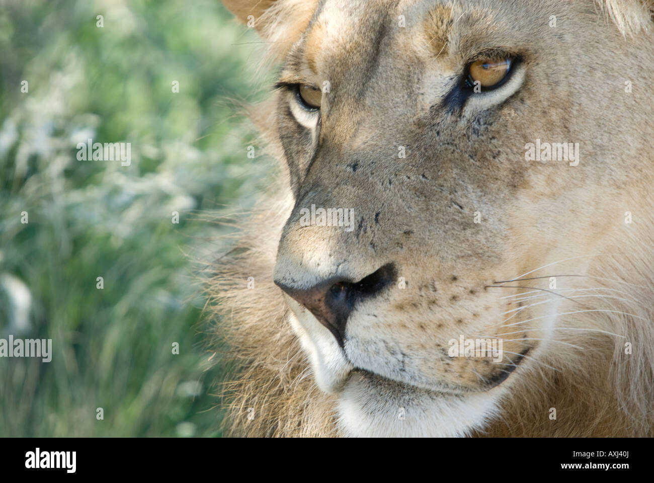 A profile portrait of a young male lion in the Kalahari with a green background of vegetation Stock Photo