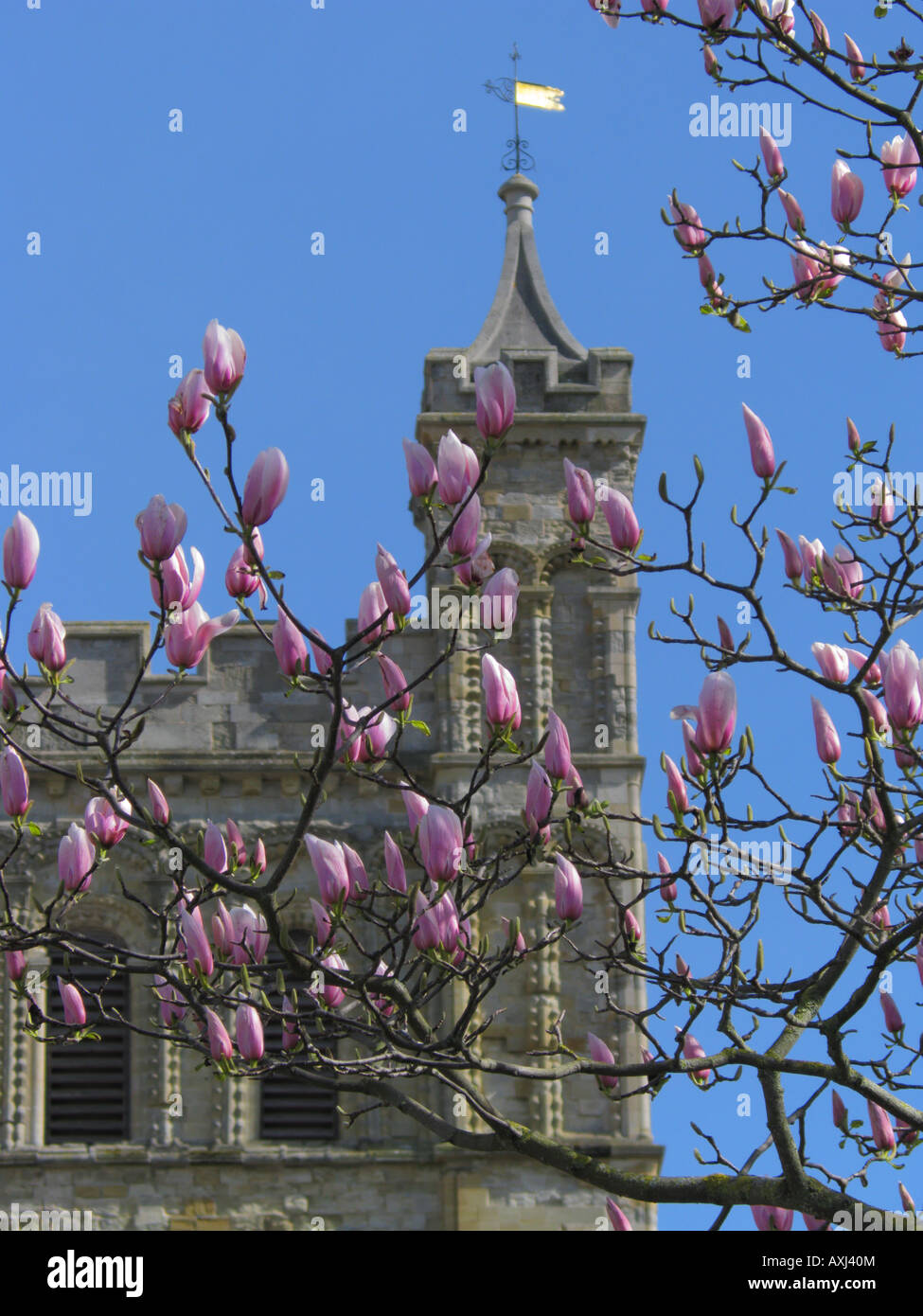 Spring In Exeter Exeter Cathedral Spring Magnolia Blossom Devon England Stock Photo - Alamy