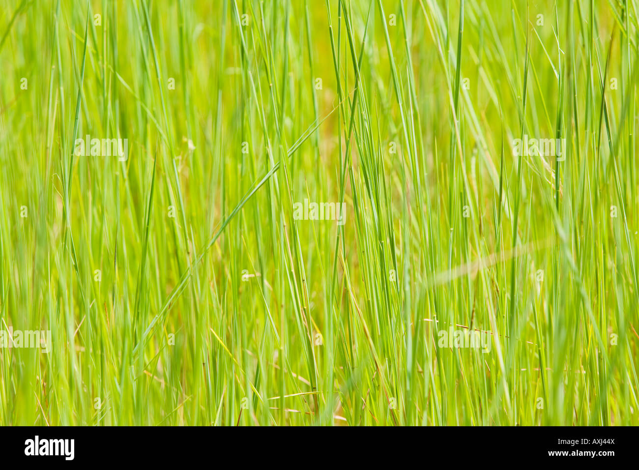 Grass blades close up near hi-res stock photography and images - Alamy