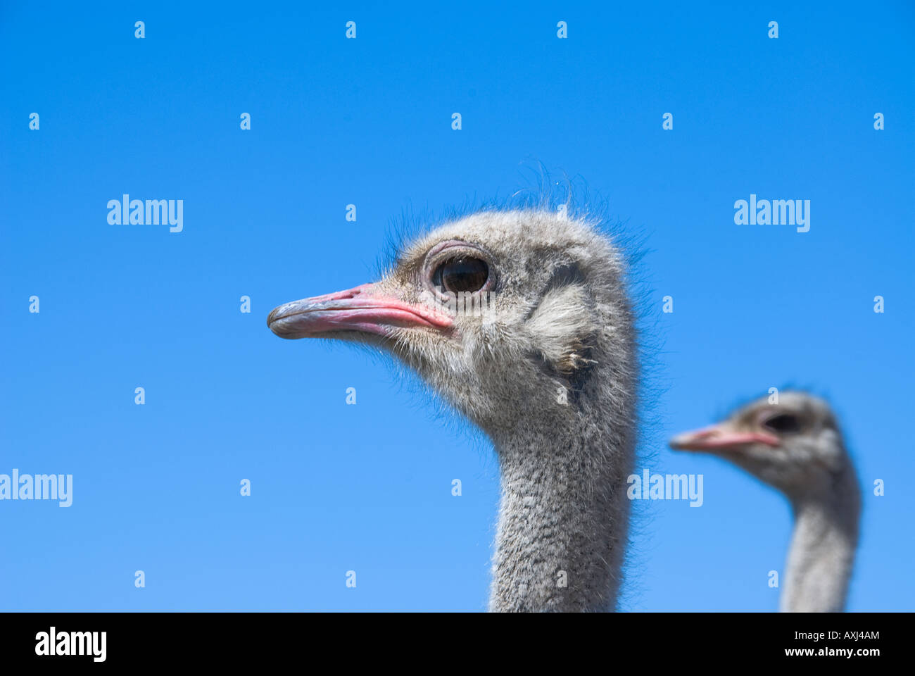 Two ostriches stare off into the distance before an ostrich race Stock Photo