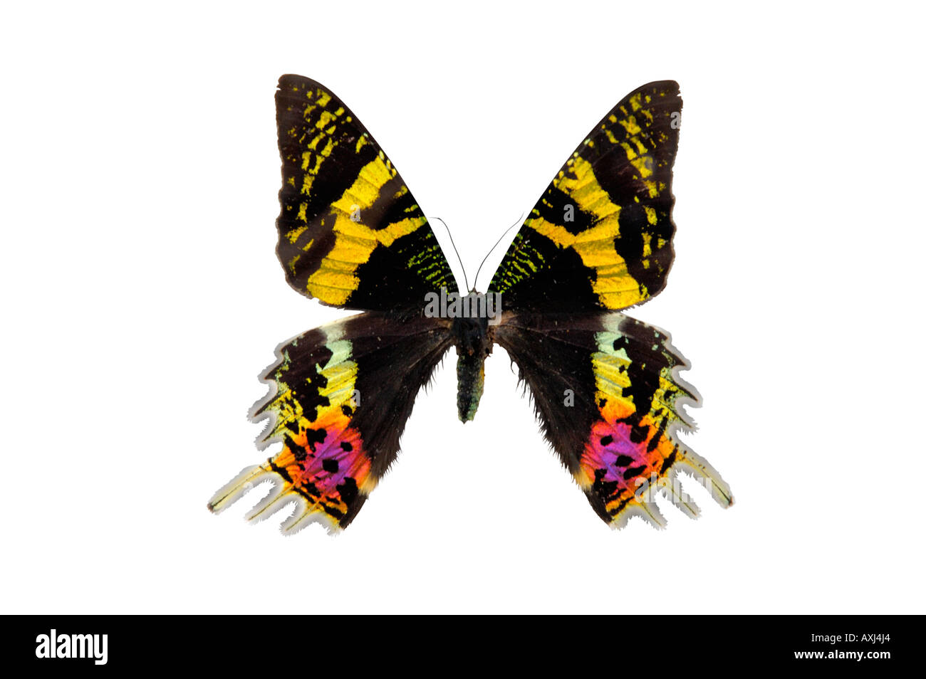 Sunset Moth butterfly Stock Photo