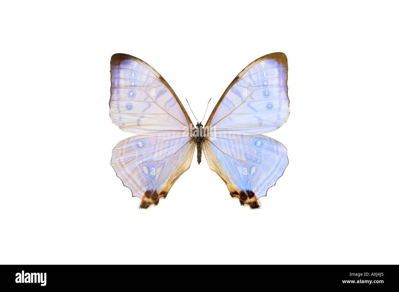 Pearl Morpho butterfly Stock Photo