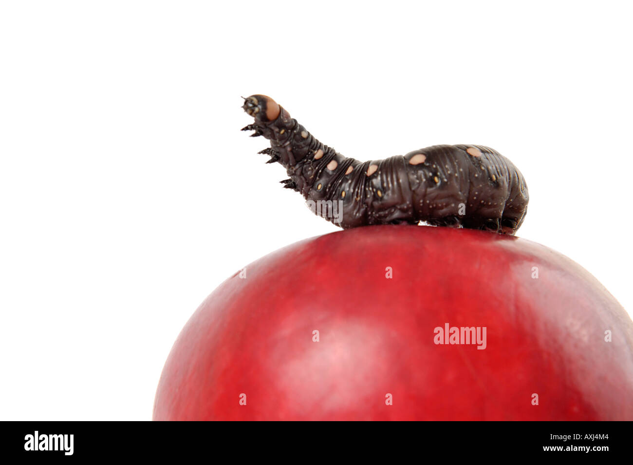 Caterpillar silhouette on white hi-res stock photography and images - Alamy