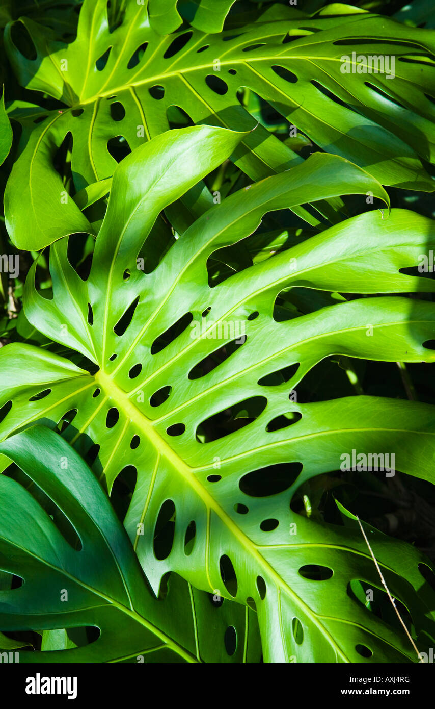 A large Philodendron plant in the tropical forest near Hilo Hawaii Stock Photo