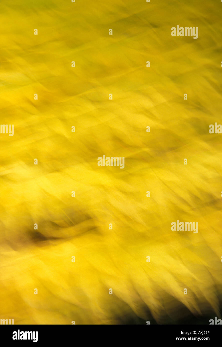 Blowing autumn leaves Stock Photo