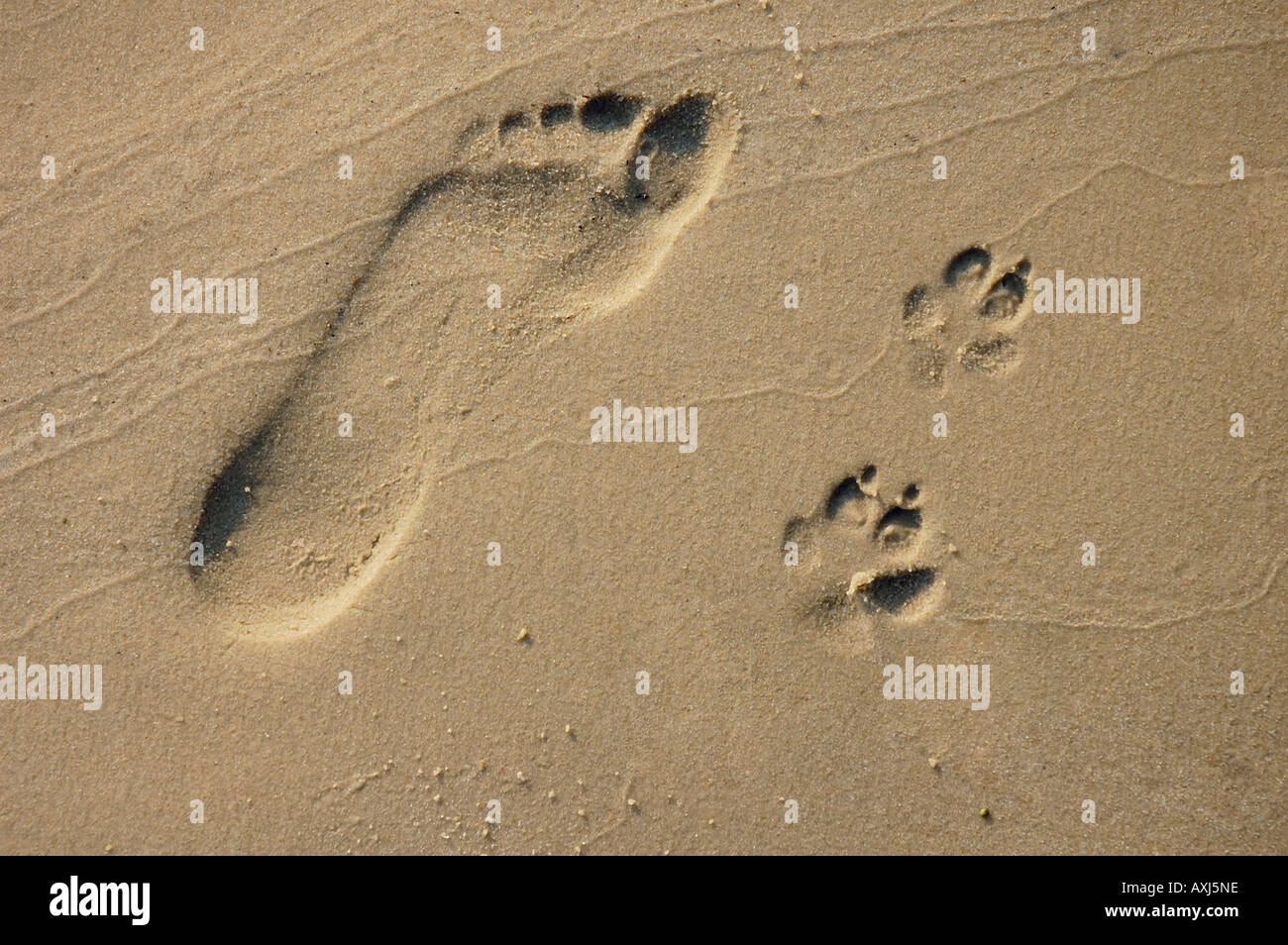 Human and dog footprints on sand Stock Photo
