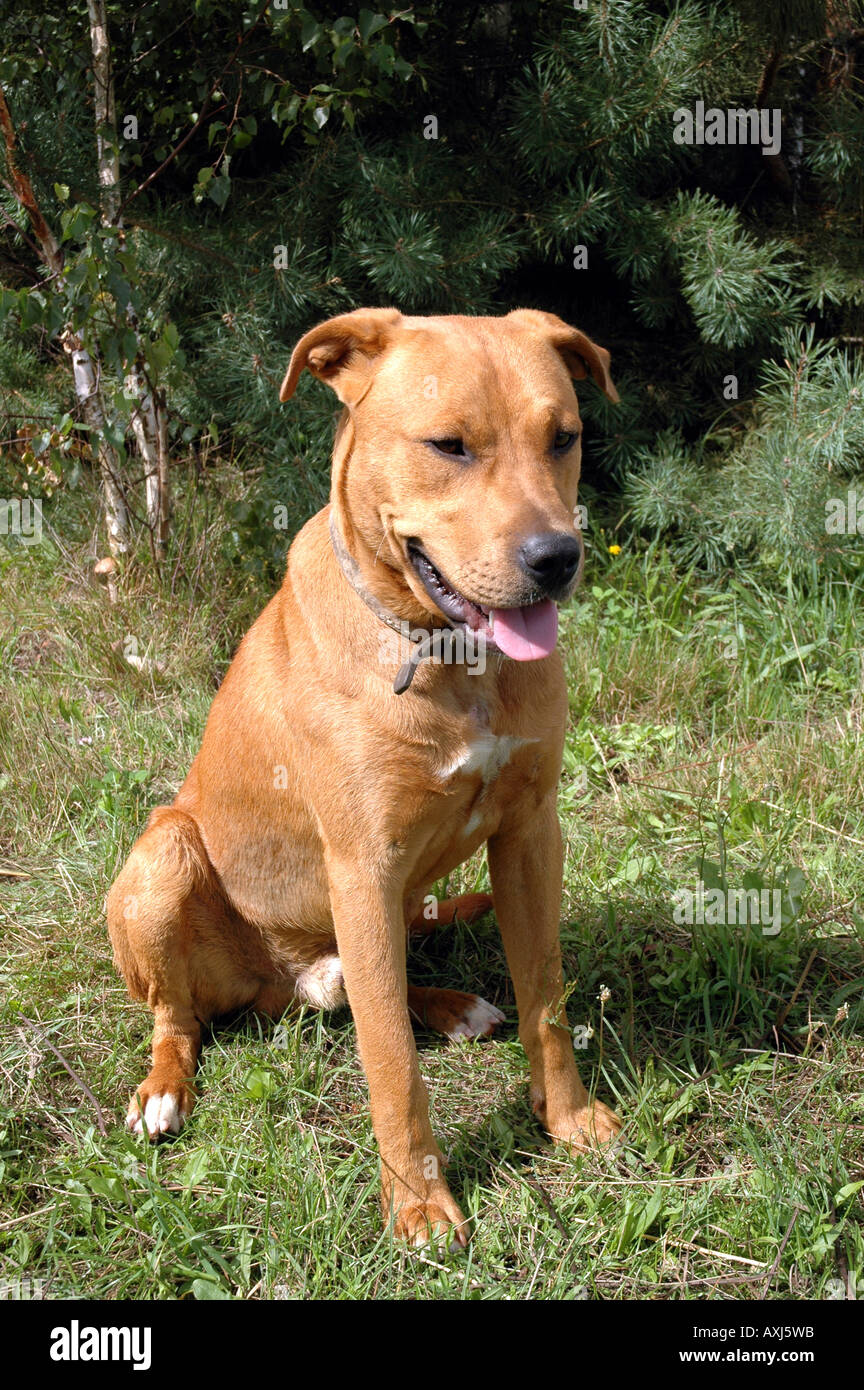 Half-breed amstaff dog Stock Photo - Alamy