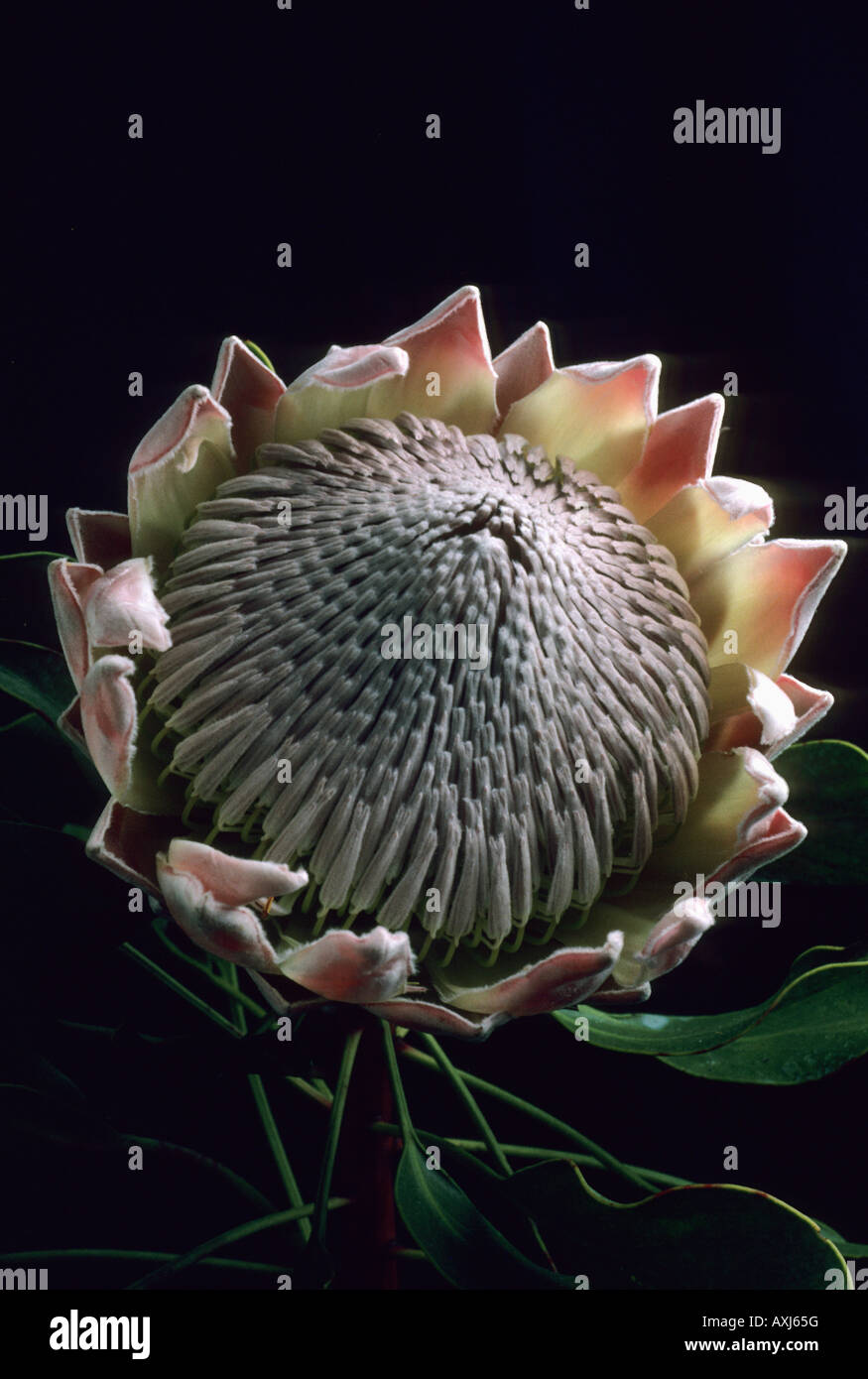 King Protea flower (Protea cynaroides), South Africa  (Botanical Garden) Stock Photo