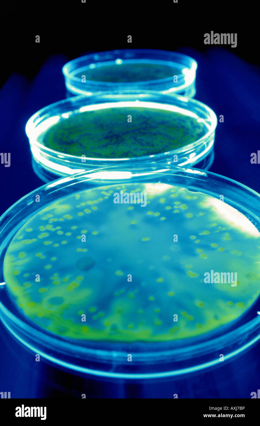 plates of isolated colonies of light emitting bacteria GMO Stock Photo