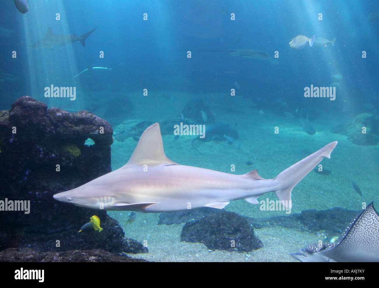 Whitetip Reef Shark in Maui tropical waters Stock Photo Alamy