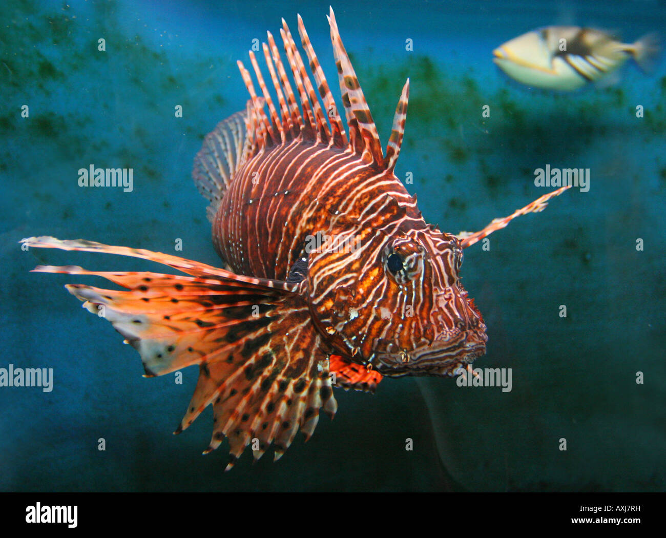 Giant Red lion fish dangerous and poisonous Stock Photo