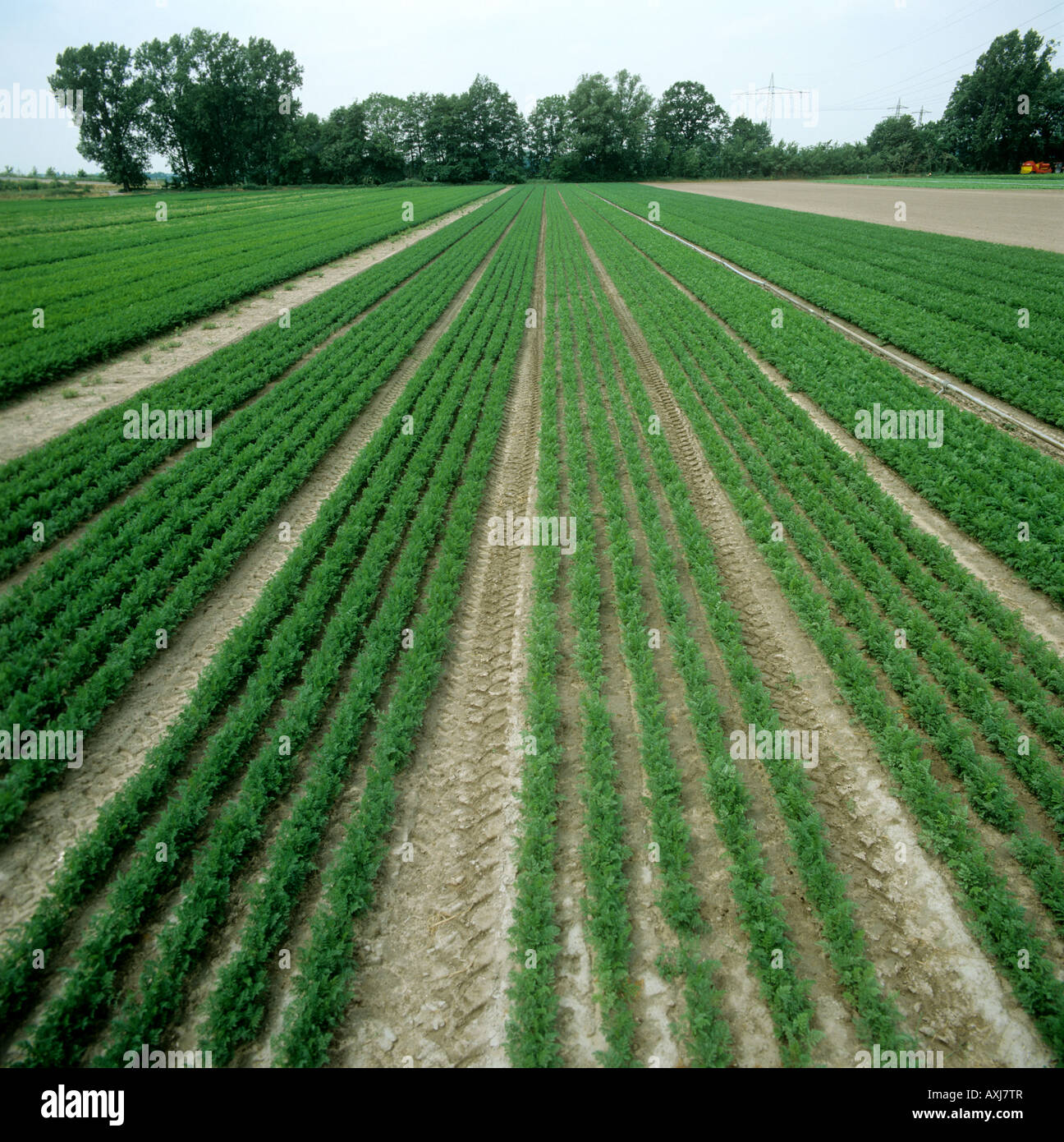 Looking down rows of carrot crops at two stages near Ludwigshafen Germany Stock Photo