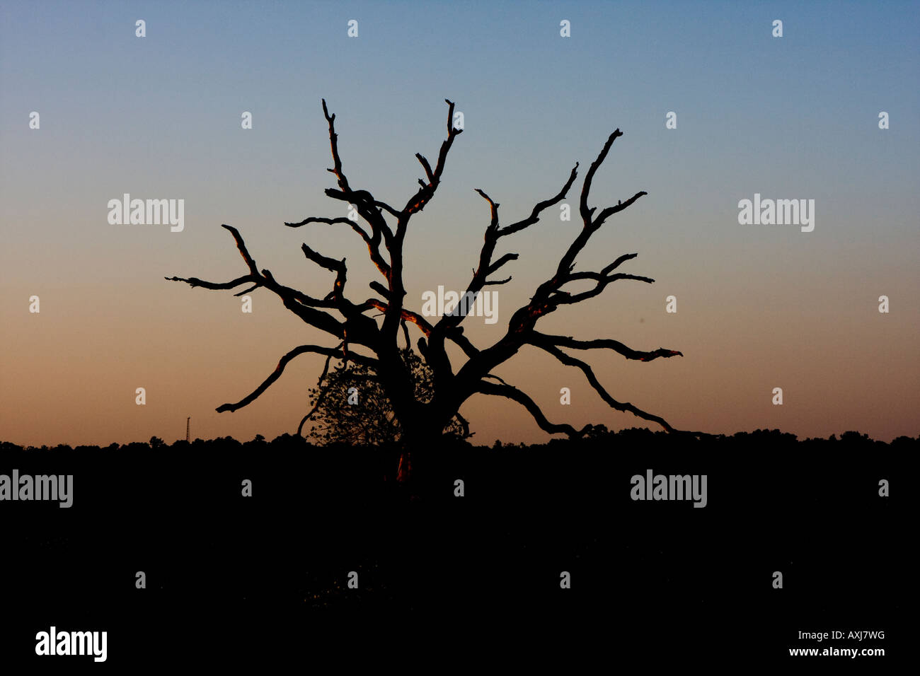 Dead oak tree silhouette sunset hi-res stock photography and images - Alamy