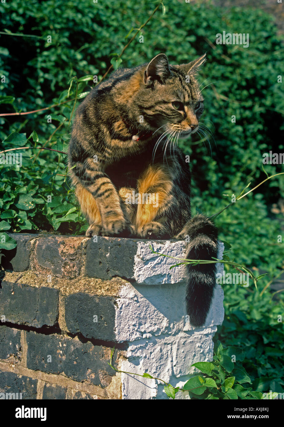alert tabby cat has noticed something from its perch on top of a brick ...