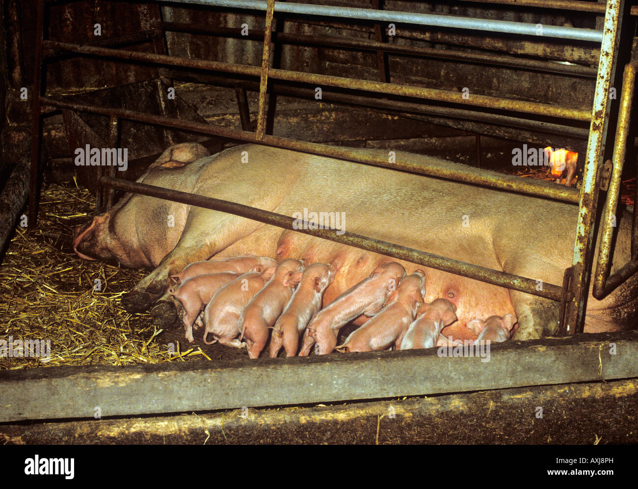 Farrowing hires stock photography and images Alamy