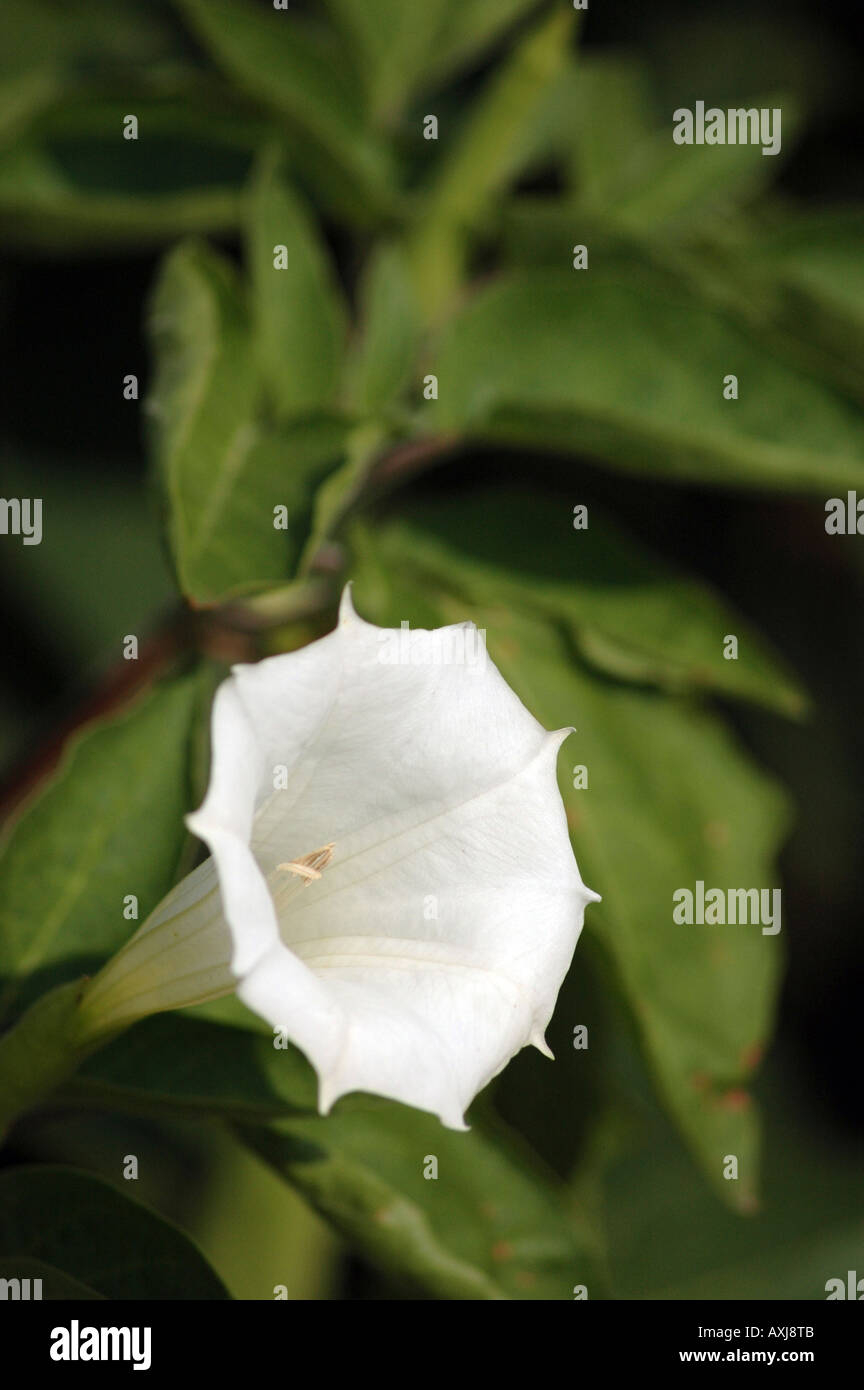 Downy thorn apple Angel s trumpet Datura innoxia Stock Photo