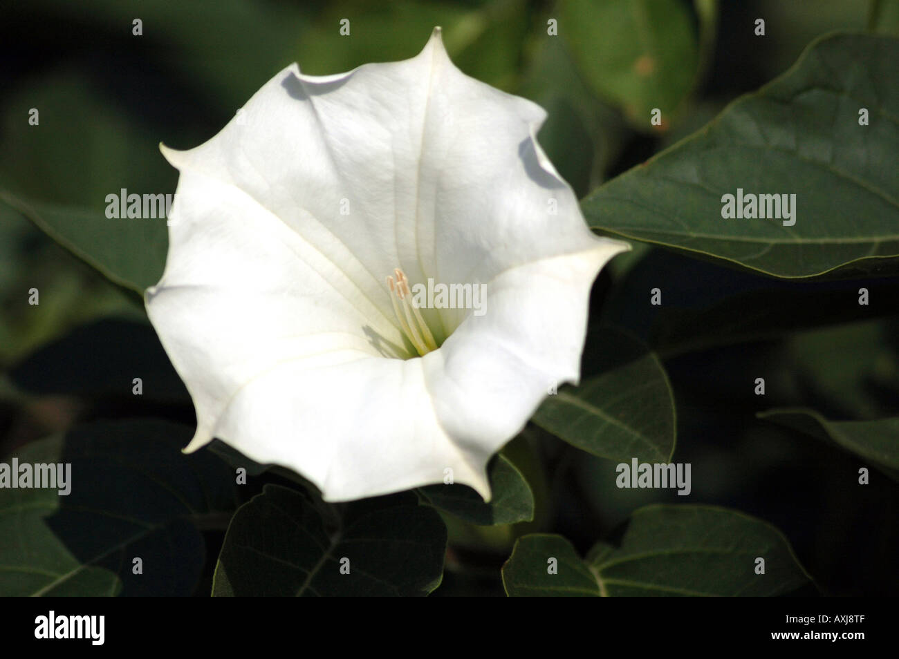 Downy thorn apple Angel s trumpet Datura innoxia Stock Photo