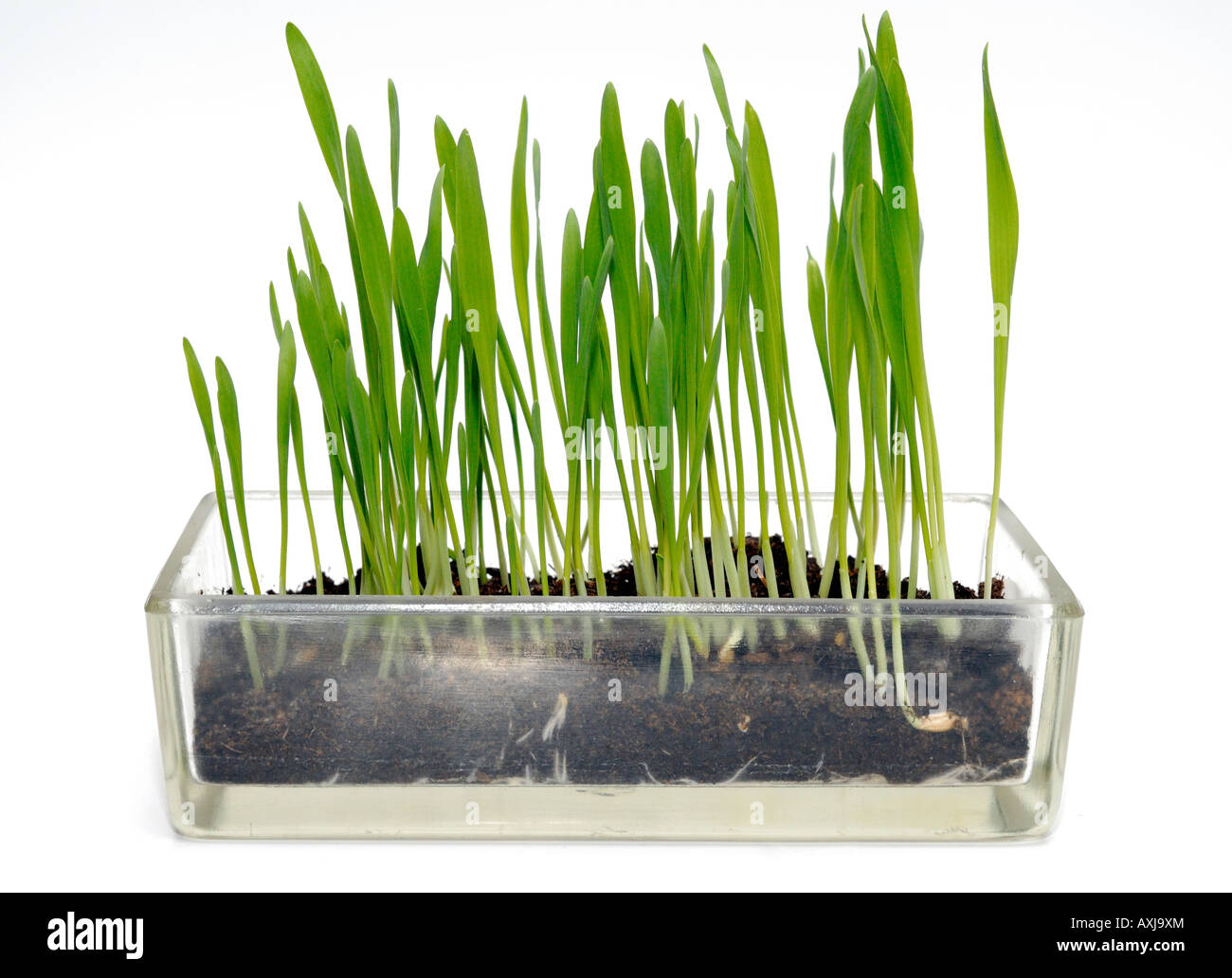 Blades of Grass Stock Photo Alamy