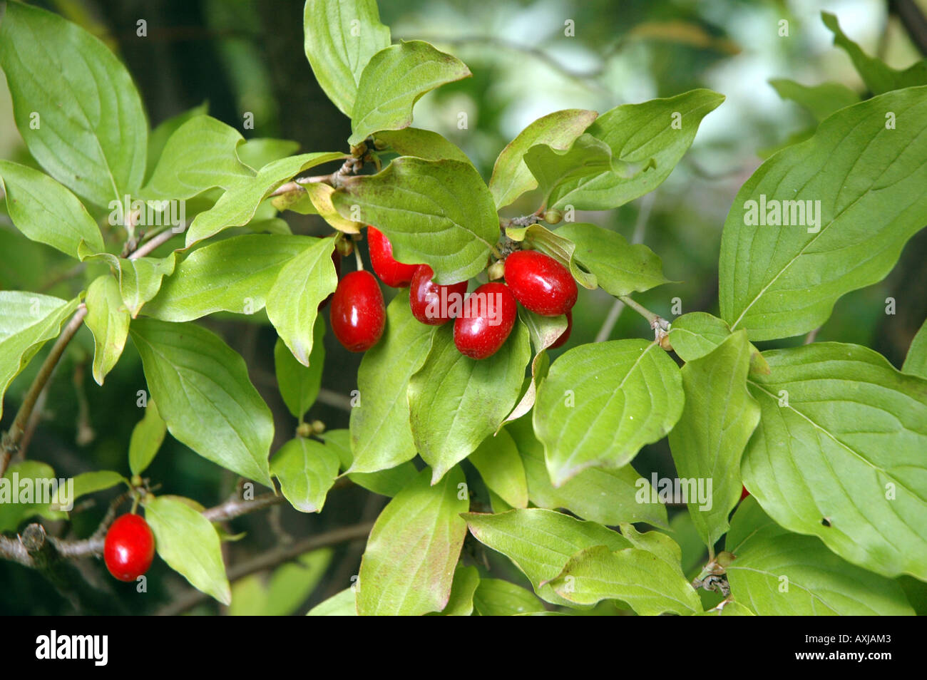 Deadly Nightshade Atropa belladonna also called Devil's Cherries Stock Photo