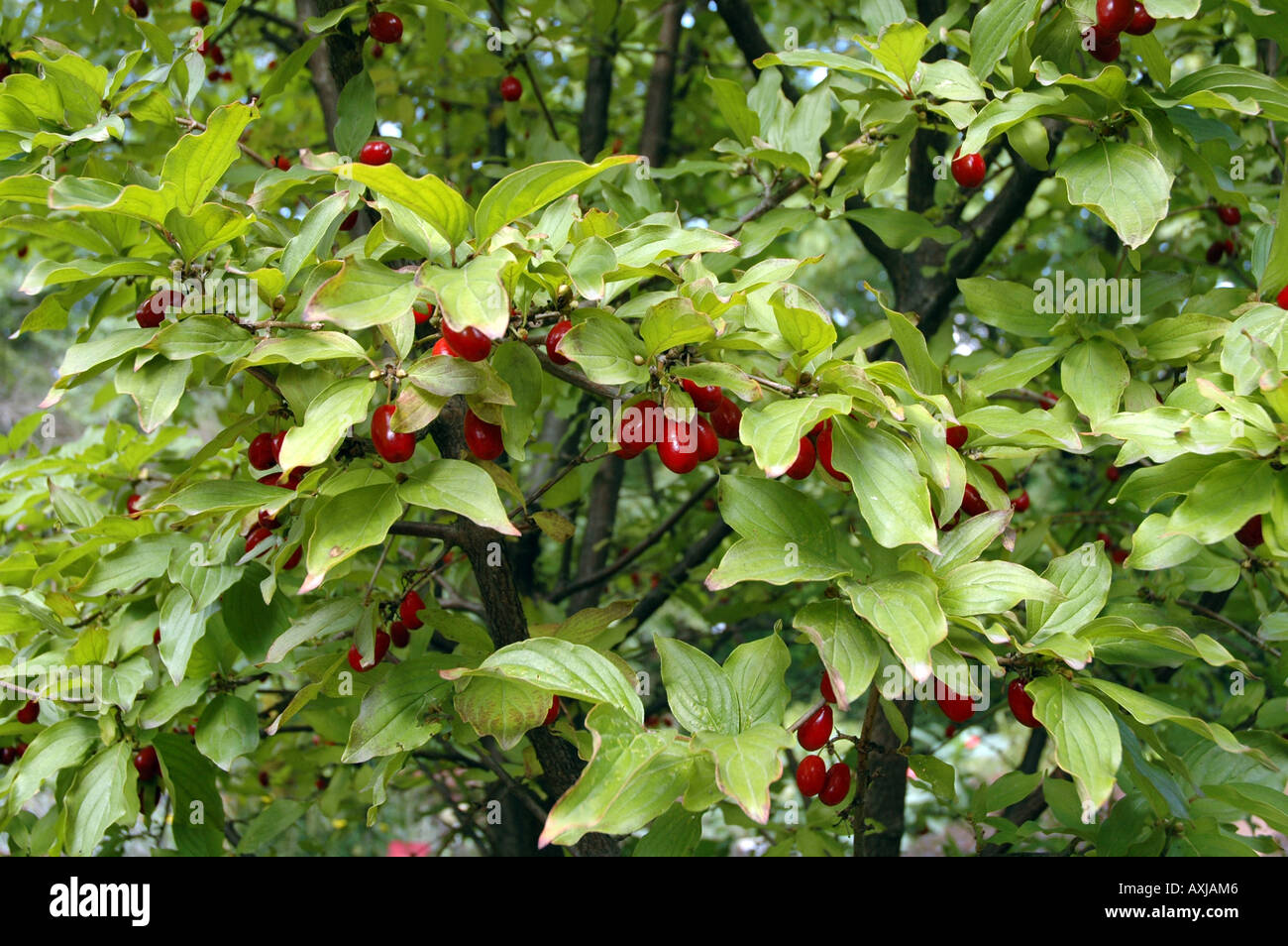 buying eucalyptus plant SULLIVANS 2 ft. 3 in. Artificial Silk Small Eucalyptus Tree in Pot main image 0