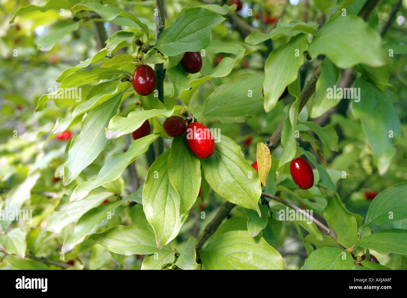 Deadly Nightshade Atropa belladonna also called Devil's Cherries Stock Photo