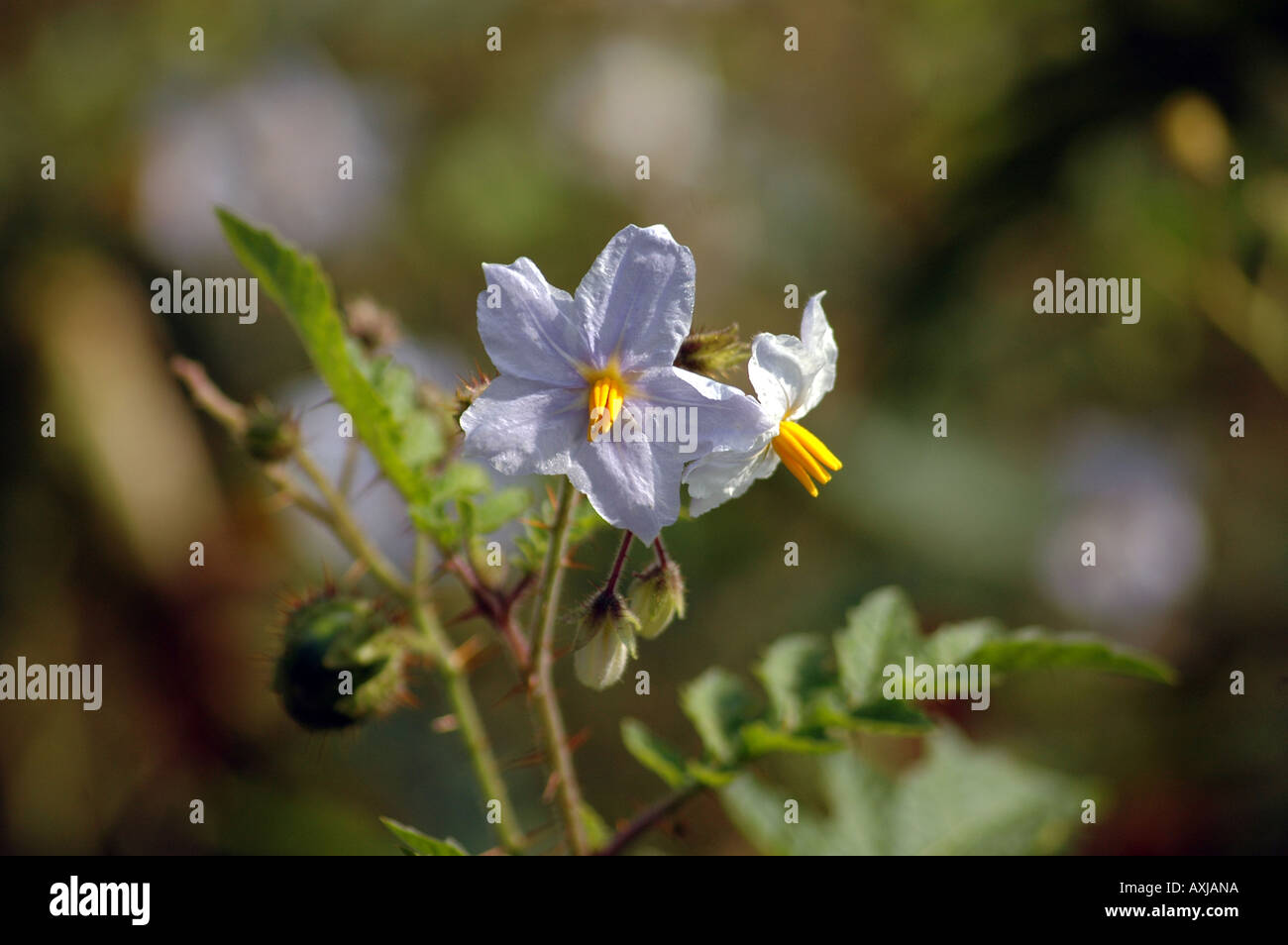 sticky-nightshade-solanum-sisymbriifolium-stock-photo-alamy
