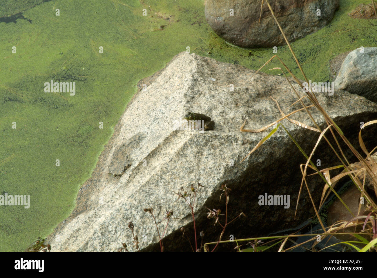 Green Algae pond scum wetlands swamp water pond lake frog Stock Photo