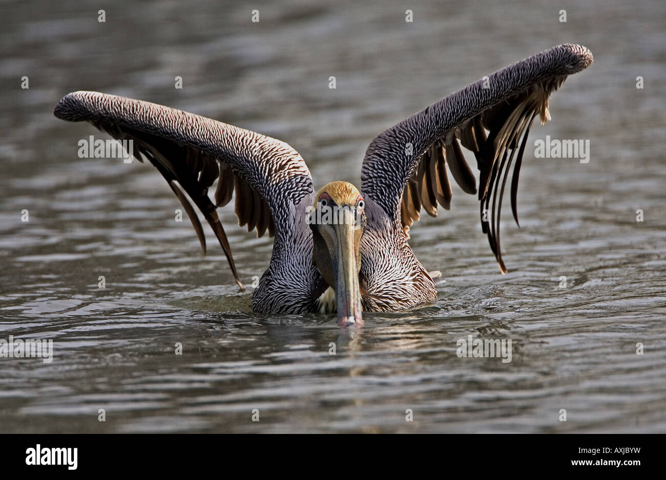 Pelican feeding hires stock photography and images Alamy