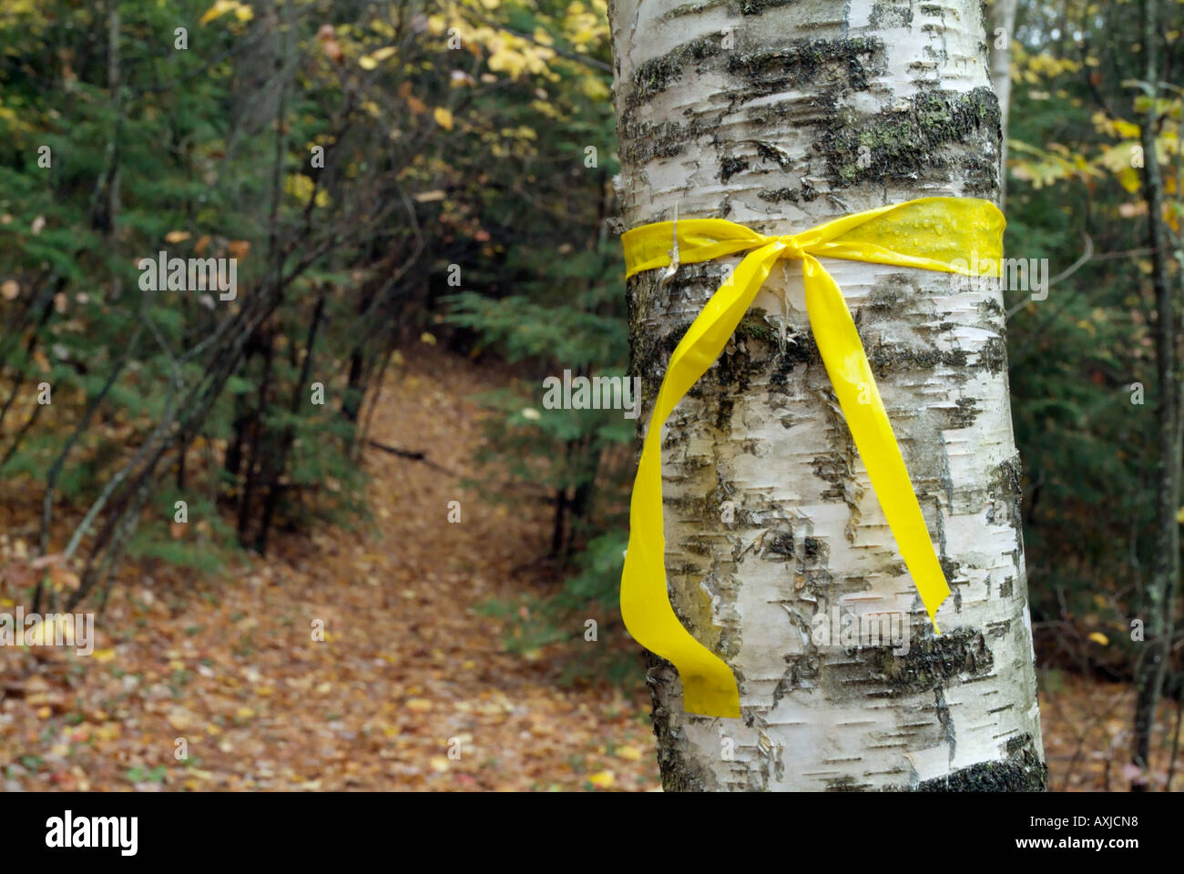 Yellow Ribbon For Outdoor Tie a yellow ribbon hi-res stock photography and images - Alamy