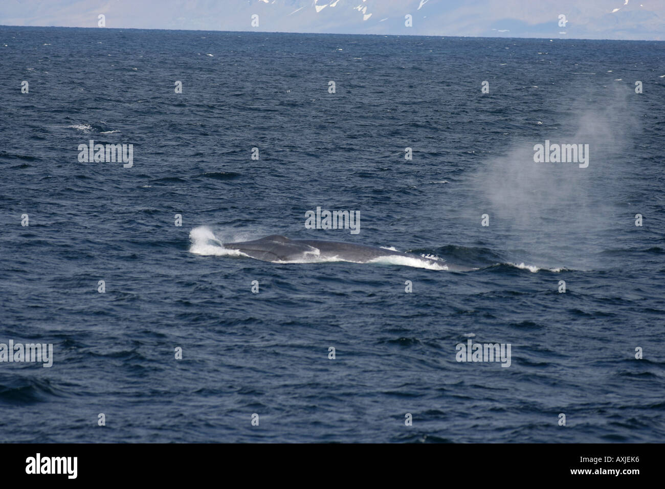 Living creature hi-res stock photography and images - Alamy Living creature hi-res stock photography and images - Alamy