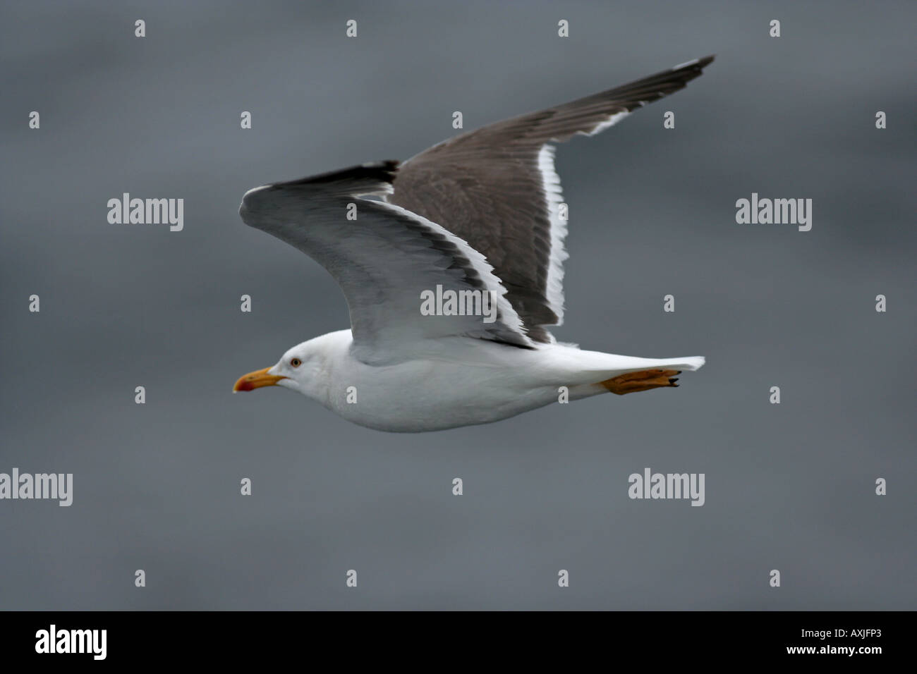 seagull, which is important for marine ecosystem Stock Photo