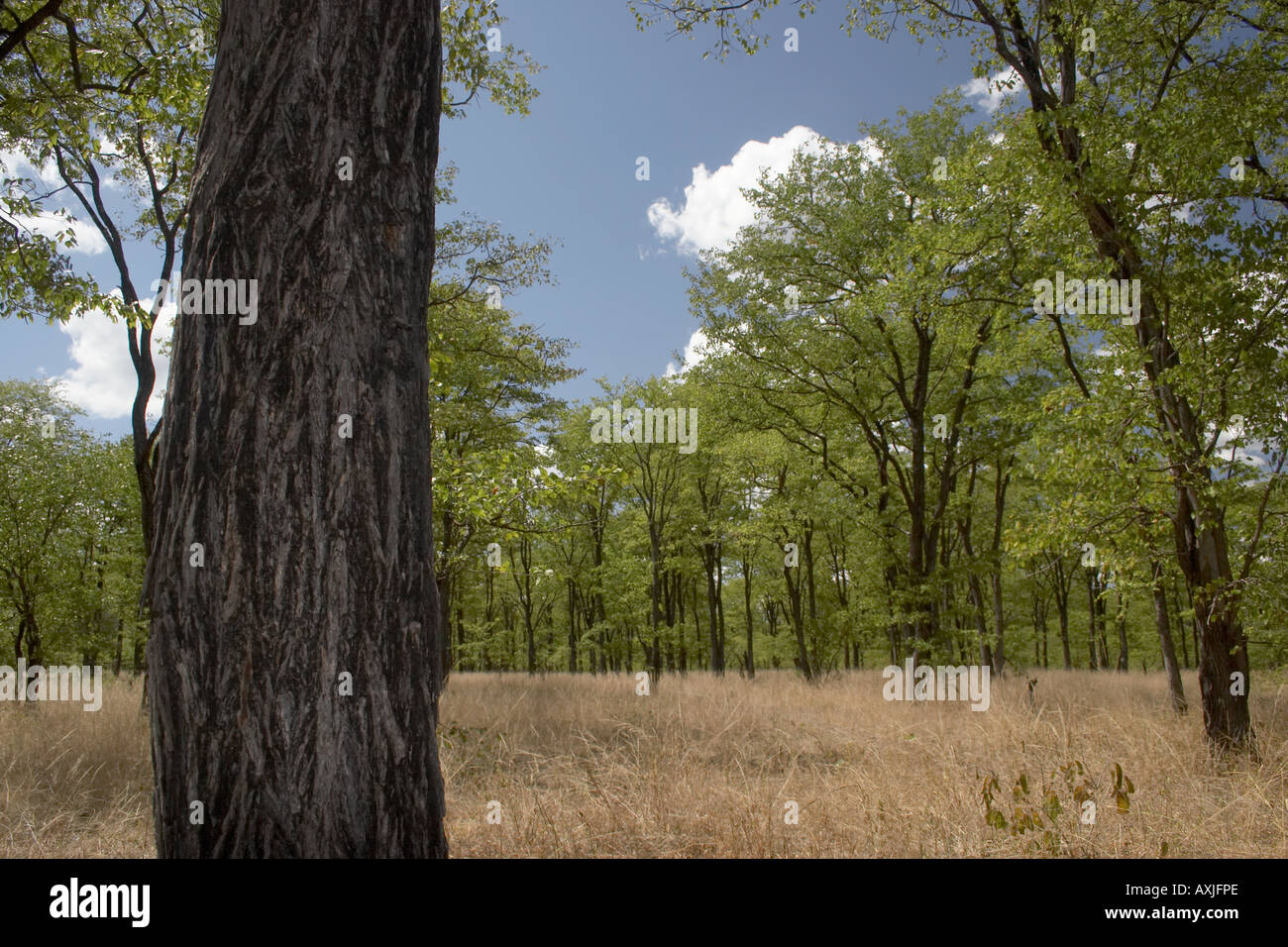 Mopane Mopani (Colophospernum mopane) woodland Stock Photo