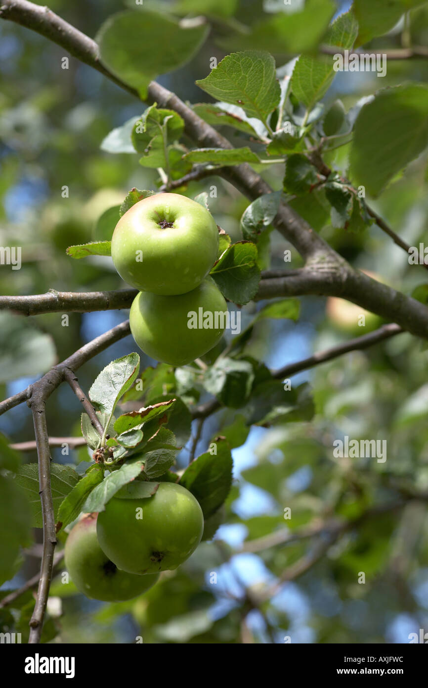 Apples on a tree Stock Photo - Alamy