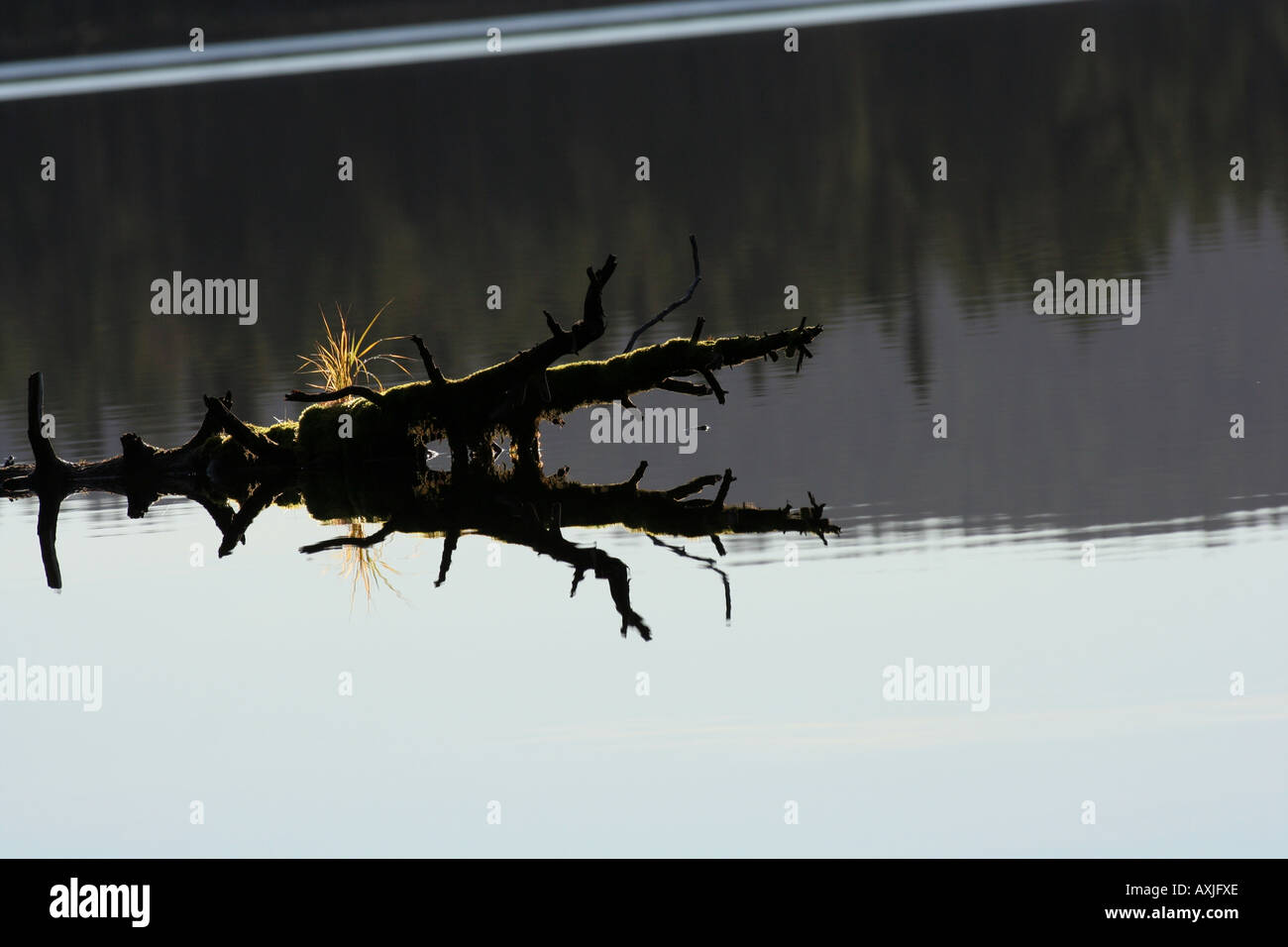 in old forests, dead trees are everywhere and numerous. Something recognising undisturbed forest