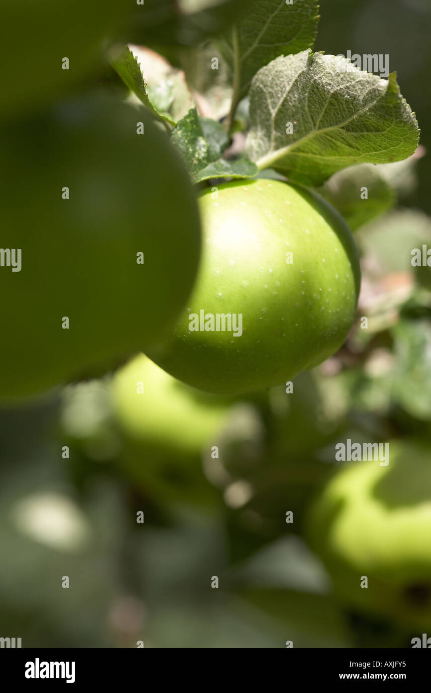 Apples on a tree Stock Photo - Alamy