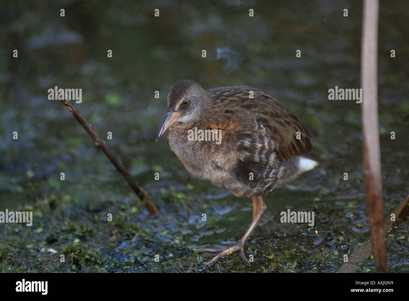 a very shy and secretive bird, skulking around in reedbeds in Europe. Stock Photo
