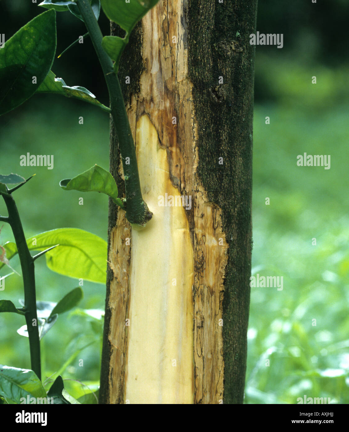 Mal secco Phoma tracheiphila bark rermoved from a lemon tree to reveal extent of disease travel Stock Photo