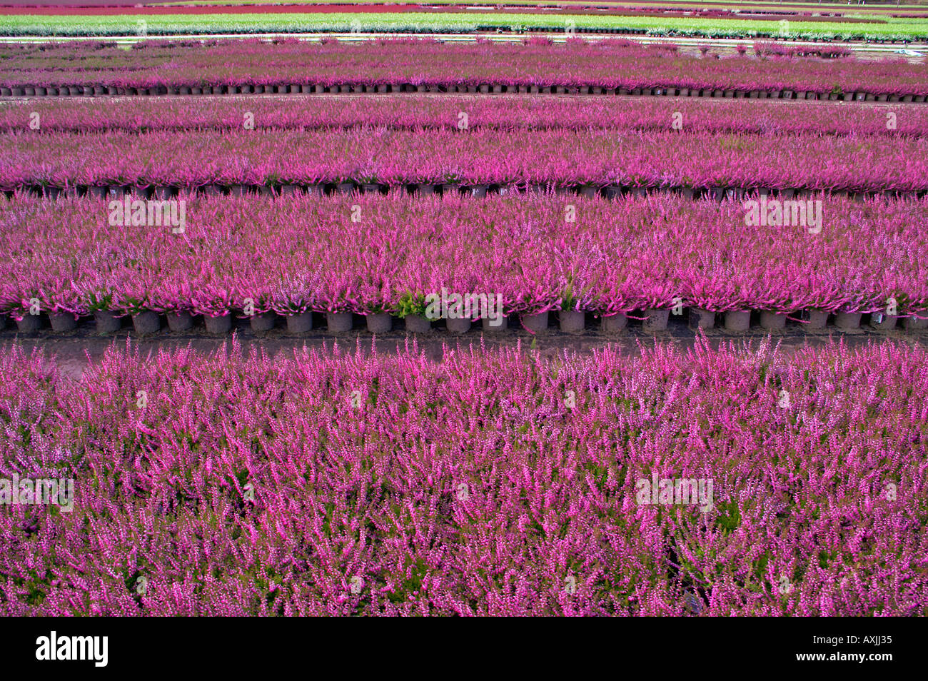 Plantage Erika / Heather Stock Photo