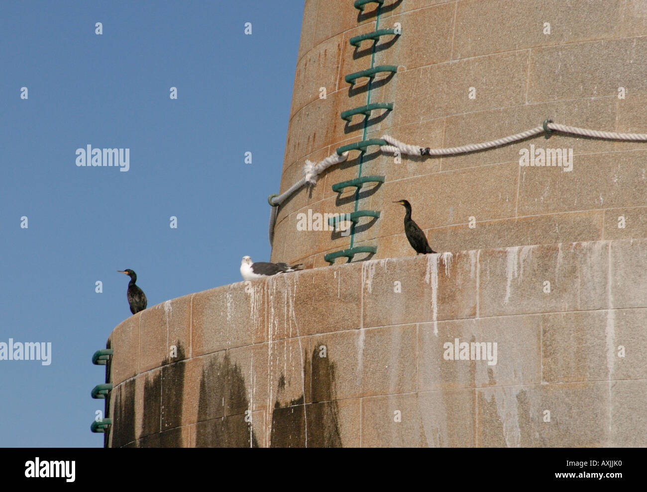 Two Shags and Black backed Gull rest by the iron rungs set into the granite tower of the Bishop Rock Lighthouse Stock Photo