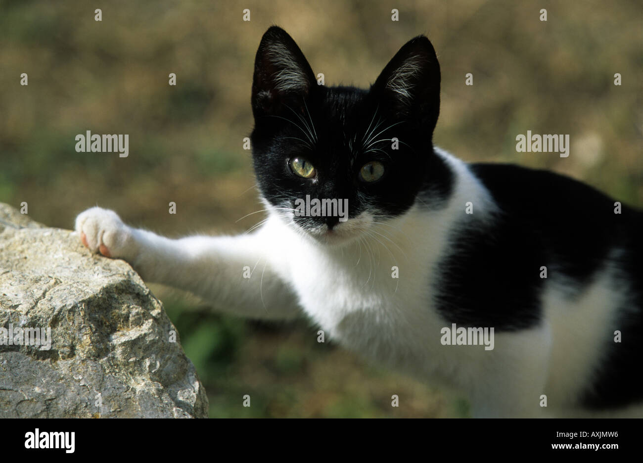 Domesticated cat UK Stock Photo Alamy