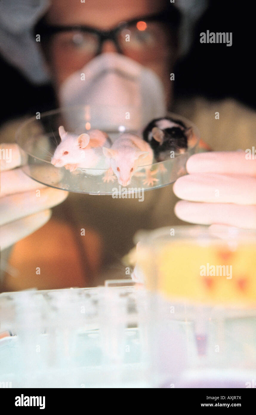 Lab mice hires stock photography and images Alamy