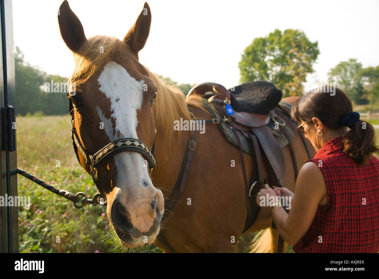 Girth tighten hires stock photography and images Alamy