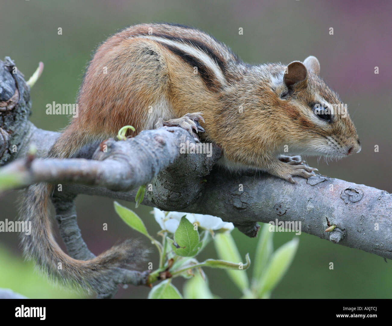 Eastern chipmunk, Tamias striatus Stock Photo Alamy