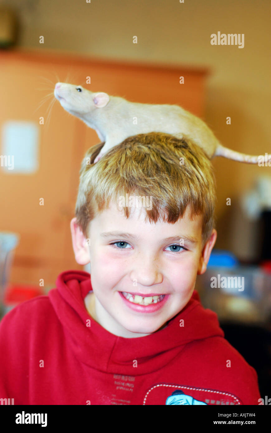 White rat sat on boys head Stock Photo