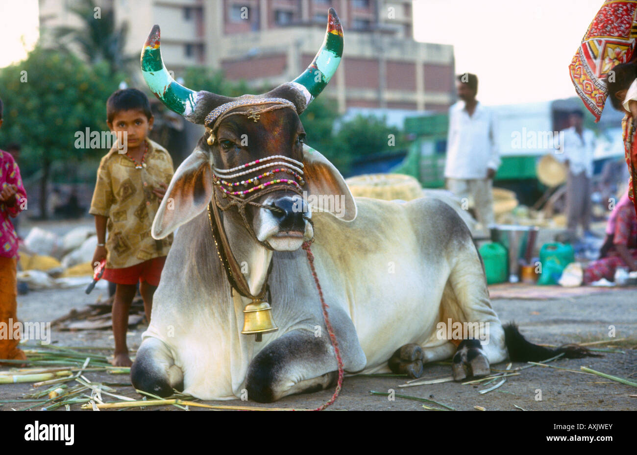 Brahmin bull with colourful painted horns & decorations near the beaches of Mumbai with small Indian boy next to it Bombay,India Stock Photo