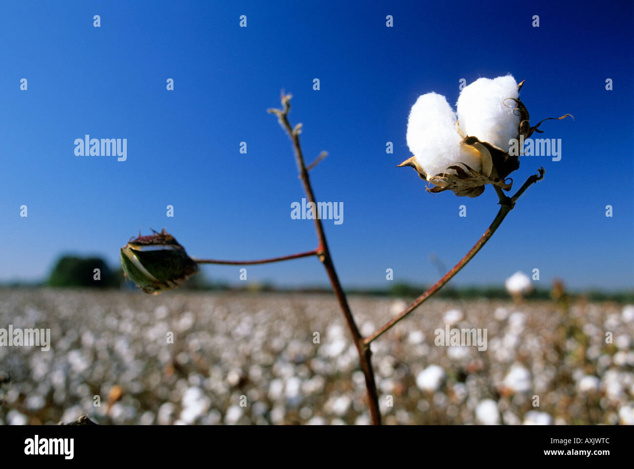 Cotton field in Stock Photo Alamy