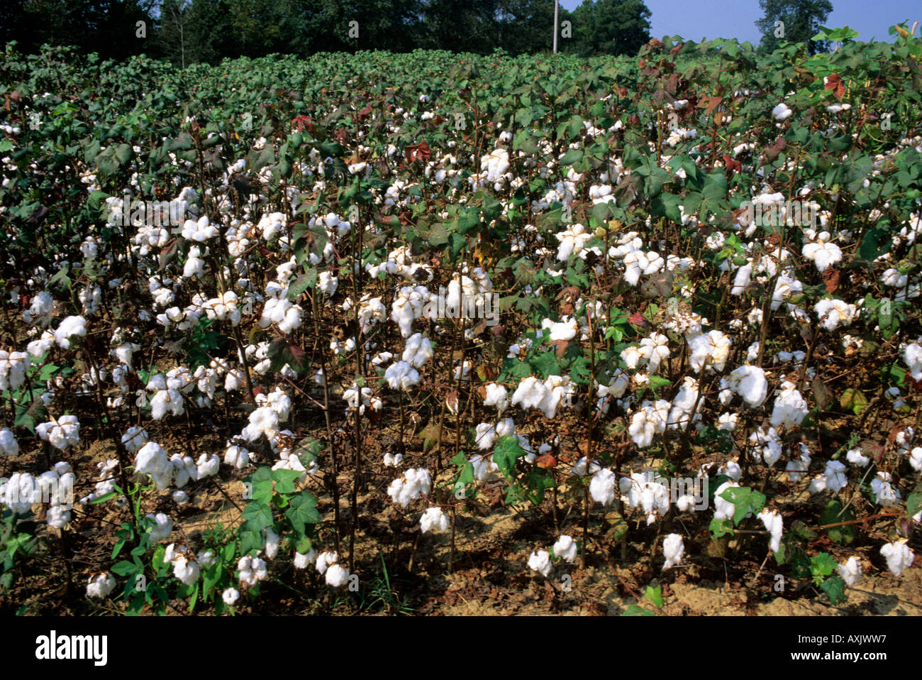 Cotton field in Stock Photo Alamy