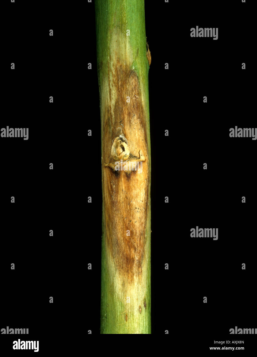 Antracnose Colletotrichum spp lesion on an aubergine or eggplant stem Stock Photo