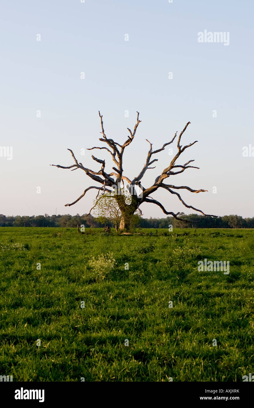 Dead Oak Tree in Green Pasture with Blue Sky and Clouds branch limb