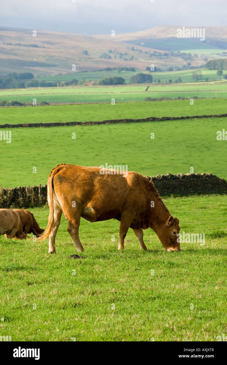 A brown cow eating the lush green grass with rolling hills in the ...